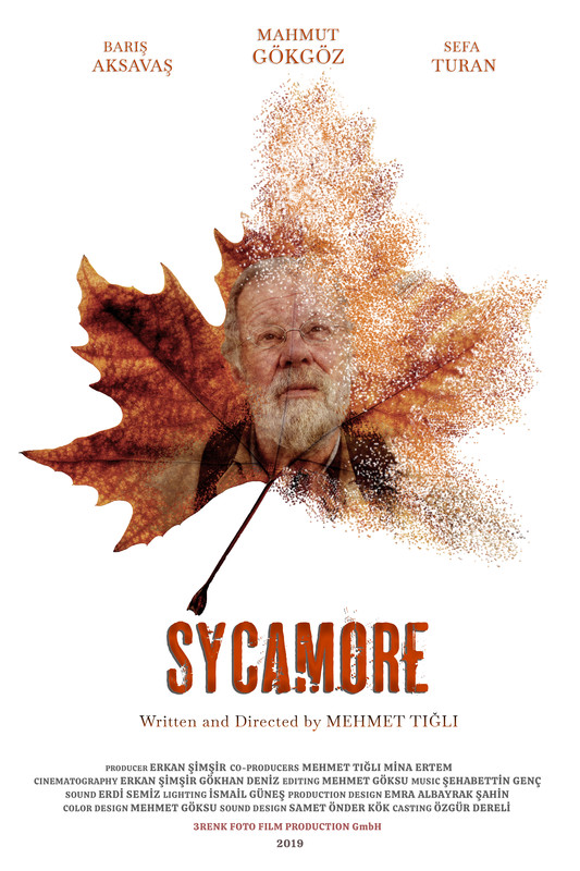 Sycamore